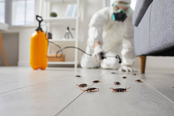 Commercial Rodent Management in Pearson